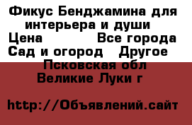 Фикус Бенджамина для интерьера и души › Цена ­ 2 900 - Все города Сад и огород » Другое   . Псковская обл.,Великие Луки г.